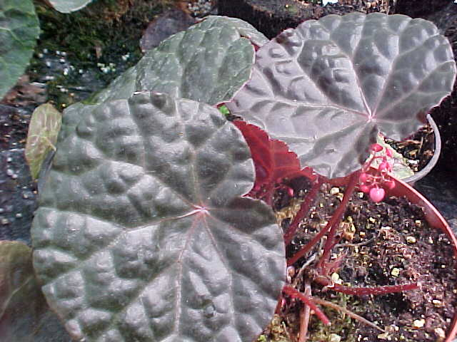 B. ‘G. Fawkes’